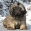 Tiger | Shih Tzu