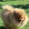 Xandr | Pomeranian - Image 3