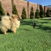 Xandr | Pomeranian - Image 4