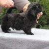 Zoro | Shih Tzu - Image 2