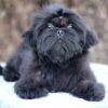 Zoro | Shih Tzu