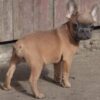 Betty | French Bulldog