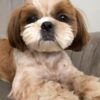 Prince | Shih Tzu - Image 5